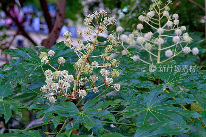 金银花/日本楤木/亮叶纸植物/大叶纸植物